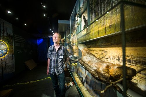 MIKAELA MACKENZIE / WINNIPEG FREE PRESS
Curator of zoology Randy Mooi in the revamped boreal forest exhibit at the Manitoba Museum in Winnipeg on Friday, May 25, 2018.  
Mikaela MacKenzie / Winnipeg Free Press 2018.