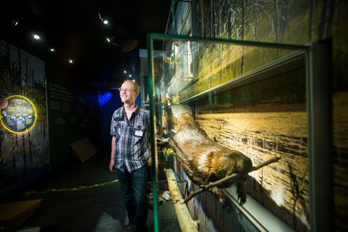 MIKAELA MACKENZIE / WINNIPEG FREE PRESS
Curator of zoology Randy Mooi in the revamped boreal forest exhibit at the Manitoba Museum in Winnipeg on Friday, May 25, 2018.  
Mikaela MacKenzie / Winnipeg Free Press 2018.