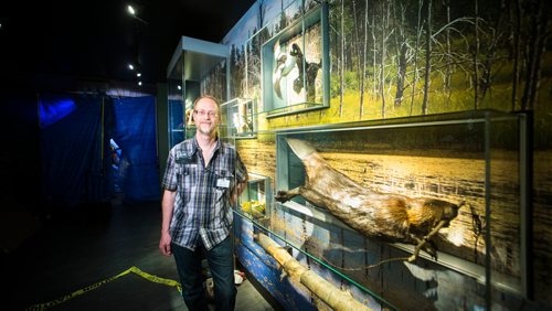 MIKAELA MACKENZIE / WINNIPEG FREE PRESS
Curator of zoology Randy Mooi in the revamped boreal forest exhibit at the Manitoba Museum in Winnipeg on Friday, May 25, 2018.  
Mikaela MacKenzie / Winnipeg Free Press 2018.