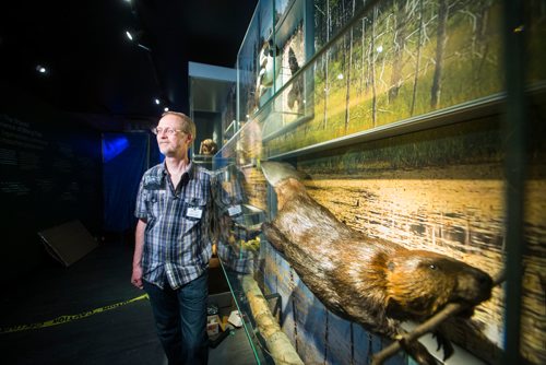 MIKAELA MACKENZIE / WINNIPEG FREE PRESS
Curator of zoology Randy Mooi in the revamped boreal forest exhibit at the Manitoba Museum in Winnipeg on Friday, May 25, 2018.  
Mikaela MacKenzie / Winnipeg Free Press 2018.