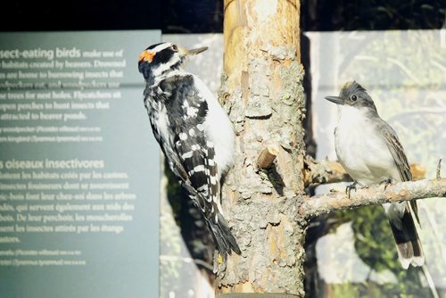 MIKAELA MACKENZIE / WINNIPEG FREE PRESS
The revamped boreal forest exhibit at the Manitoba Museum in Winnipeg on Friday, May 25, 2018.  
Mikaela MacKenzie / Winnipeg Free Press 2018.