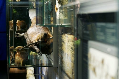 MIKAELA MACKENZIE / WINNIPEG FREE PRESS
The revamped boreal forest exhibit at the Manitoba Museum in Winnipeg on Friday, May 25, 2018.  
Mikaela MacKenzie / Winnipeg Free Press 2018.