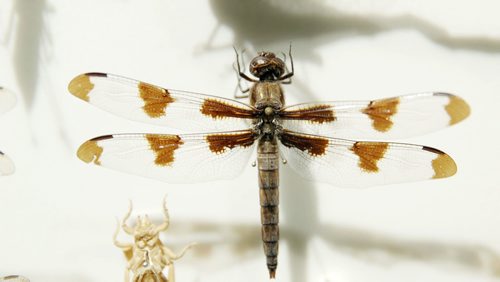 MIKAELA MACKENZIE / WINNIPEG FREE PRESS
An insect display in the revamped boreal forest exhibit at the Manitoba Museum in Winnipeg on Friday, May 25, 2018.  
Mikaela MacKenzie / Winnipeg Free Press 2018.