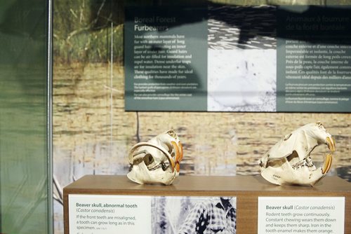 MIKAELA MACKENZIE / WINNIPEG FREE PRESS
Unique beaver skulls in the revamped boreal forest exhibit at the Manitoba Museum in Winnipeg on Friday, May 25, 2018.  
Mikaela MacKenzie / Winnipeg Free Press 2018.