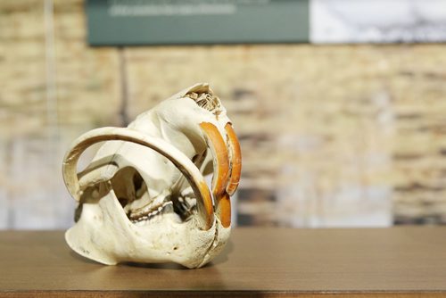 MIKAELA MACKENZIE / WINNIPEG FREE PRESS
Unique beaver skulls in the revamped boreal forest exhibit at the Manitoba Museum in Winnipeg on Friday, May 25, 2018.  
Mikaela MacKenzie / Winnipeg Free Press 2018.