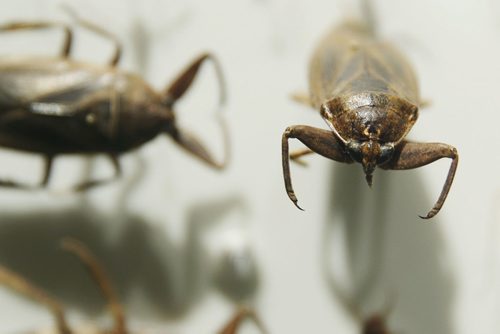 MIKAELA MACKENZIE / WINNIPEG FREE PRESS
An insect display in the revamped boreal forest exhibit at the Manitoba Museum in Winnipeg on Friday, May 25, 2018.  
Mikaela MacKenzie / Winnipeg Free Press 2018.