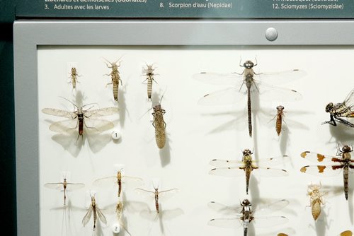 MIKAELA MACKENZIE / WINNIPEG FREE PRESS
An insect display in the revamped boreal forest exhibit at the Manitoba Museum in Winnipeg on Friday, May 25, 2018.  
Mikaela MacKenzie / Winnipeg Free Press 2018.