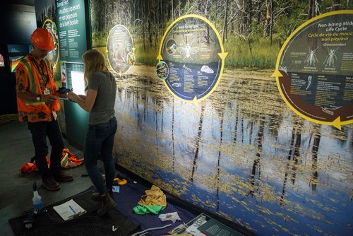 MIKE DEAL / WINNIPEG FREE PRESS
Conservator, Carolyn Sirett puts the finishing touches to some of the new Boreal Forest gallery.
180525 - Friday, May 25, 2018.