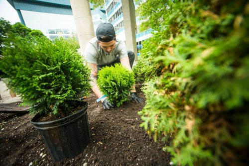 MIKAELA MACKENZIE / WINNIPEG FREE PRESS
Volunteer Sean McVey helps plant gardens at the Air Canada Park in Winnipeg on Wednesday, May 30, 2018.  The gardens showcase a variety of Indigenous plants, including sweet grass, lobelia, guara, Black-eyed Susan, wild strawberry, artemisia, and white cedar.
Mikaela MacKenzie / Winnipeg Free Press 2018.