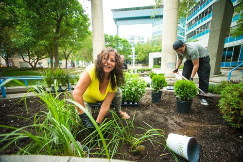 MIKAELA MACKENZIE / WINNIPEG FREE PRESS
Volunteer Michele Fiddler helps plant gardens at the Air Canada Park in Winnipeg on Wednesday, May 30, 2018.  The gardens showcase a variety of Indigenous plants, including sweet grass, lobelia, guara, Black-eyed Susan, wild strawberry, artemisia, and white cedar.
Mikaela MacKenzie / Winnipeg Free Press 2018.