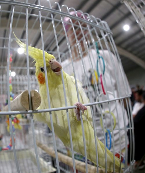 TREVOR HAGAN / WINNIPEG FREE PRESS
Meringue, a cockatiel, owned by Cambrie Hicks, of the Parrot Club of Manitoba, at the St.Norbert Pet Expo, Sunday, June 3, 2018.
