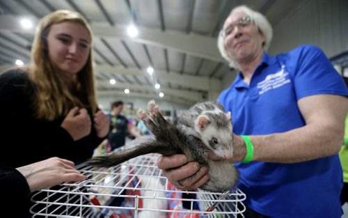 TREVOR HAGAN / WINNIPEG FREE PRESS
Haley Laframboise looks at Floof, a ferret held by Fred Stelnicki, at the St.Norbert Pet Expo, Sunday, June 3, 2018.