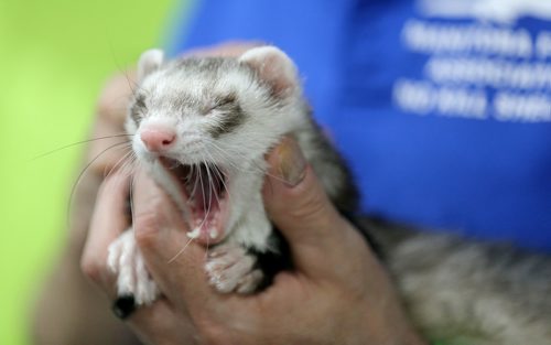 TREVOR HAGAN / WINNIPEG FREE PRESS
Floof, a ferret held by Fred Stelnicki, at the St.Norbert Pet Expo, Sunday, June 3, 2018.