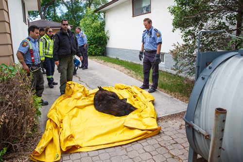 MIKE DEAL / WINNIPEG FREE PRESS
A two year old bear that was tranquillized after it was chased up a tree in the yard of a house in the 700 block of Kildare Ave West in Transcona Tuesday morning, is put into a cage for transportation by conservation officers.
180605 - Tuesday, June 05, 2018.