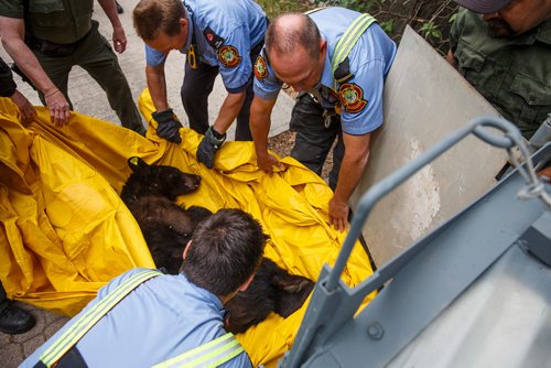 MIKE DEAL / WINNIPEG FREE PRESS
Winnipeg Firefighters carry the bear in a tarp to the cage.
A two year old bear that was tranquillized after it was chased up a tree in the yard of a house in the 700 block of Kildare Ave West in Transcona Tuesday morning, is put into a cage for transportation by conservation officers.
180605 - Tuesday, June 05, 2018.