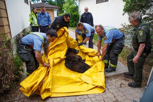 MIKE DEAL / WINNIPEG FREE PRESS
Winnipeg Firefighters carry the bear in a tarp to the cage.
A two year old bear that was tranquillized after it was chased up a tree in the yard of a house in the 700 block of Kildare Ave West in Transcona Tuesday morning, is put into a cage for transportation by conservation officers.
180605 - Tuesday, June 05, 2018.