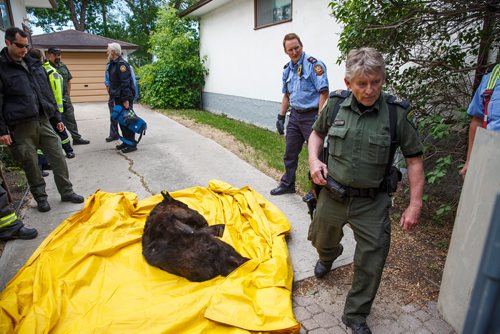 MIKE DEAL / WINNIPEG FREE PRESS
A two year old bear that was tranquillized after it was chased up a tree in the yard of a house in the 700 block of Kildare Ave West in Transcona Tuesday morning, is put into a cage for transportation by conservation officers.
180605 - Tuesday, June 05, 2018.