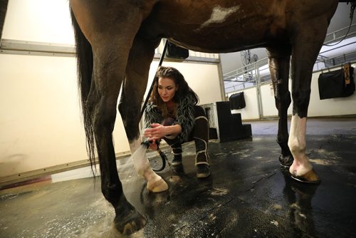 RUTH BONNEVILLE / WINNIPEG FREE PRESS

Cavalia Odysseo

Feature on Day in the life of a professional rider and her horse.  Photos shadowing  a Odysseo rider, Chelsea Jordan, and her horse Utah (brown) and other horses as they get ready for the show   prepping for the performance, makeup, hair, costume, rehearsals, pre-show rituals with rider/horse, some shots of show during water scene and  post-show wind down, shower, groom and treat time. 
Photos taken on May 31, 2018.
Chelsea washes Utahs hind legs after the show. 

See Erin Lebar story
June 5,  2018
