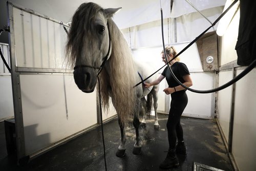 RUTH BONNEVILLE / WINNIPEG FREE PRESS

Cavalia Odysseo

Feature on Day in the life of a professional rider and her horse.  Photos shadowing an Odysseo rider, Chelsea Jordan, and her horse Utah (brown) and other horses as they get ready for the show   prepping for the performance, makeup, hair, costume, rehearsals, pre-show rituals with rider/horse, some shots of show during water scene and  post-show wind down, shower, groom and treat time. 
Photos taken on May 31, 2018.
Gavalan, a Spanish purebread stallion, gets washed down after show.  

See Erin Lebar story
June 5,  2018
