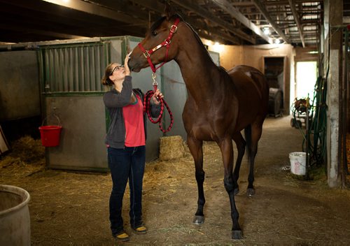 ANDREW RYAN / WINNIPEG FREE PRESS Escape Clause, the 2017 horse of the year, walks in the Assiniboia Downs stables with groom Jessica Eyolfson on June 7, 2018.