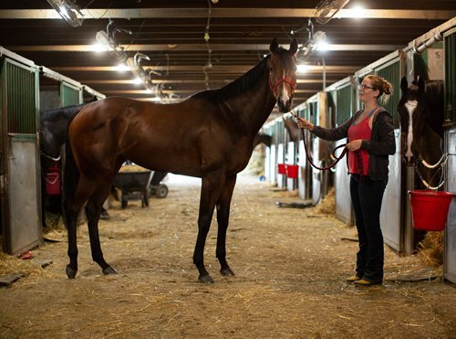 ANDREW RYAN / WINNIPEG FREE PRESS Escape Clause, the 2017 horse of the year, walks in the Assiniboia Downs stables with groom Jessica Eyolfson on June 7, 2018.