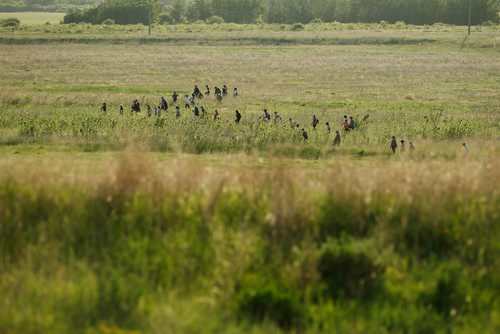 JOHN WOODS / WINNIPEG FREE PRESS
Volunteer search for Eduardo Balaquit in a field just outside the perimeter highway in Winnipeg Sunday, June 10, 2017.

