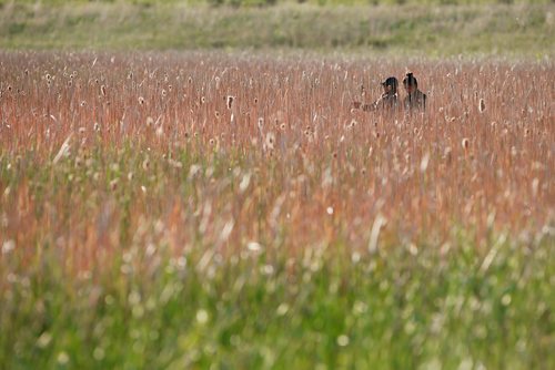 JOHN WOODS / WINNIPEG FREE PRESS
Volunteer search for Eduardo Balaquit in a field just outside the perimeter highway in Winnipeg Sunday, June 10, 2017.

