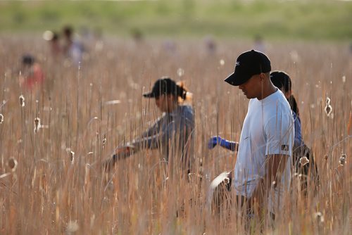 JOHN WOODS / WINNIPEG FREE PRESS
Volunteer search for Eduardo Balaquit in a field just outside the perimeter highway in Winnipeg Sunday, June 10, 2017.

