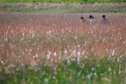 JOHN WOODS / WINNIPEG FREE PRESS
Volunteer search for Eduardo Balaquit in a field just outside the perimeter highway in Winnipeg Sunday, June 10, 2017.

