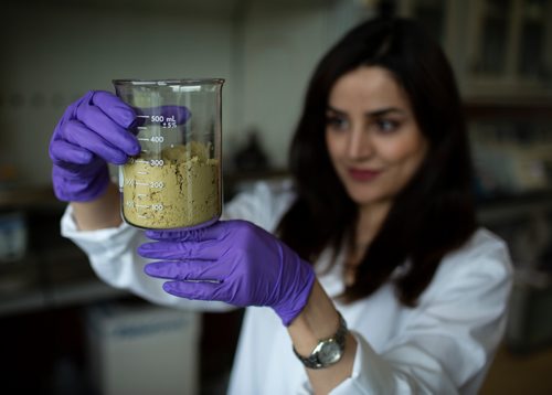 ANDREW RYAN / WINNIPEG FREE PRESS Maryam Samsamikor handles powdered hemp seed protein, which will be blended into smoothies for participants of a study which measures the plant's ability to help those with hypertension on June 13, 2018. The University of Manitoba study is currently looking for volunteers to participate in the study.