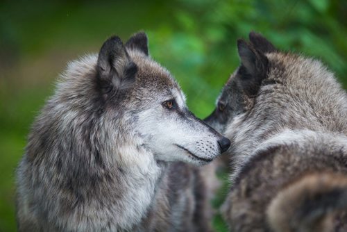 MIKAELA MACKENZIE / WINNIPEG FREE PRESS
The new permanent grey wolf exhibit, opening this Saturday, at Assiniboine Park Zoo in Winnipeg on Thursday, June 14, 2018. 
Mikaela MacKenzie / Winnipeg Free Press 2018.