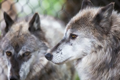 MIKAELA MACKENZIE / WINNIPEG FREE PRESS
The new permanent grey wolf exhibit, opening this Saturday, at Assiniboine Park Zoo in Winnipeg on Thursday, June 14, 2018. 
Mikaela MacKenzie / Winnipeg Free Press 2018.