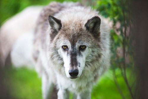 MIKAELA MACKENZIE / WINNIPEG FREE PRESS
The new permanent grey wolf exhibit, opening this Saturday, at Assiniboine Park Zoo in Winnipeg on Thursday, June 14, 2018. 
Mikaela MacKenzie / Winnipeg Free Press 2018.