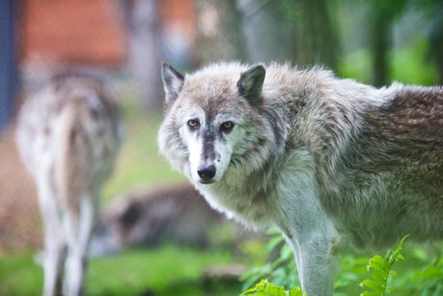 MIKAELA MACKENZIE / WINNIPEG FREE PRESS
The new permanent grey wolf exhibit, opening this Saturday, at Assiniboine Park Zoo in Winnipeg on Thursday, June 14, 2018. 
Mikaela MacKenzie / Winnipeg Free Press 2018.