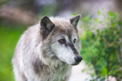 MIKAELA MACKENZIE / WINNIPEG FREE PRESS
The new permanent grey wolf exhibit, opening this Saturday, at Assiniboine Park Zoo in Winnipeg on Thursday, June 14, 2018. 
Mikaela MacKenzie / Winnipeg Free Press 2018.