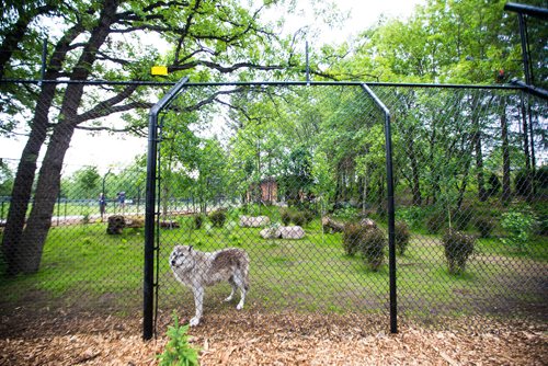 MIKAELA MACKENZIE / WINNIPEG FREE PRESS
The new permanent grey wolf exhibit, opening this Saturday, at Assiniboine Park Zoo in Winnipeg on Thursday, June 14, 2018. 
Mikaela MacKenzie / Winnipeg Free Press 2018.