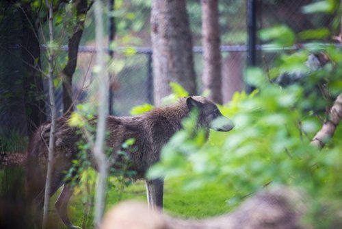 MIKAELA MACKENZIE / WINNIPEG FREE PRESS
The new permanent grey wolf exhibit, opening this Saturday, at Assiniboine Park Zoo in Winnipeg on Thursday, June 14, 2018. 
Mikaela MacKenzie / Winnipeg Free Press 2018.