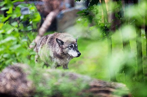 MIKAELA MACKENZIE / WINNIPEG FREE PRESS
The new permanent grey wolf exhibit, opening this Saturday, at Assiniboine Park Zoo in Winnipeg on Thursday, June 14, 2018. 
Mikaela MacKenzie / Winnipeg Free Press 2018.