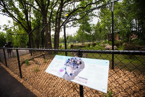 MIKAELA MACKENZIE / WINNIPEG FREE PRESS
The new permanent grey wolf exhibit, opening this Saturday, at Assiniboine Park Zoo in Winnipeg on Thursday, June 14, 2018. 
Mikaela MacKenzie / Winnipeg Free Press 2018.