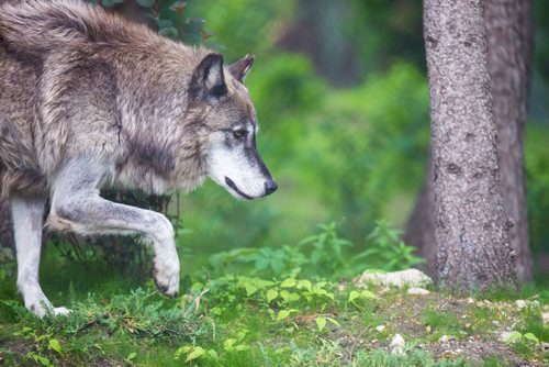 MIKAELA MACKENZIE / WINNIPEG FREE PRESS
The new permanent grey wolf exhibit, opening this Saturday, at Assiniboine Park Zoo in Winnipeg on Thursday, June 14, 2018. 
Mikaela MacKenzie / Winnipeg Free Press 2018.