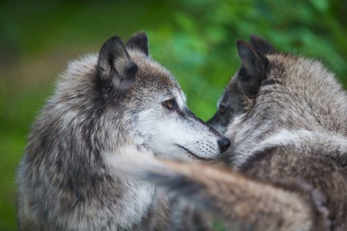 MIKAELA MACKENZIE / WINNIPEG FREE PRESS
The new permanent grey wolf exhibit, opening this Saturday, at Assiniboine Park Zoo in Winnipeg on Thursday, June 14, 2018. 
Mikaela MacKenzie / Winnipeg Free Press 2018.