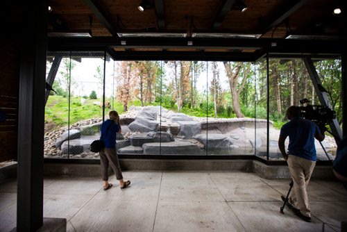 MIKAELA MACKENZIE / WINNIPEG FREE PRESS
The media previews the new grey wolf exhibit, opening this Saturday, at Assiniboine Park Zoo in Winnipeg on Thursday, June 14, 2018. 
Mikaela MacKenzie / Winnipeg Free Press 2018.