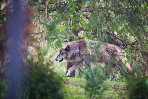 MIKAELA MACKENZIE / WINNIPEG FREE PRESS
The new permanent grey wolf exhibit, opening this Saturday, at Assiniboine Park Zoo in Winnipeg on Thursday, June 14, 2018. 
Mikaela MacKenzie / Winnipeg Free Press 2018.