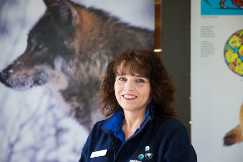 MIKAELA MACKENZIE / WINNIPEG FREE PRESS
Curator Johanna Soto poses by the new grey wolf exhibit, opening this Saturday, at Assiniboine Park Zoo in Winnipeg on Thursday, June 14, 2018. 
Mikaela MacKenzie / Winnipeg Free Press 2018.