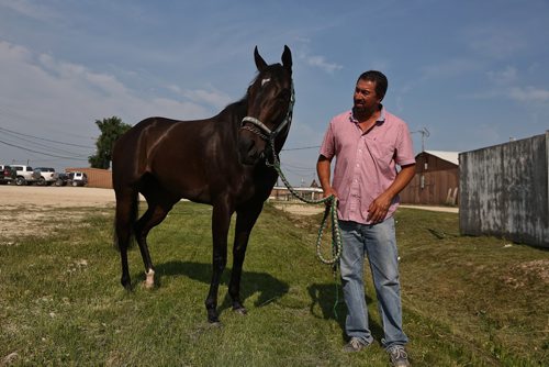 MIKE DEAL / WINNIPEG FREE PRESS
Eclipse Award winning trainer Juan Pablo Silva and horse Estherfourfourteen which will be running in Friday's Chantilly Stakes at Assiniboia Downs. 
190621 - Thursday, June 21, 2018