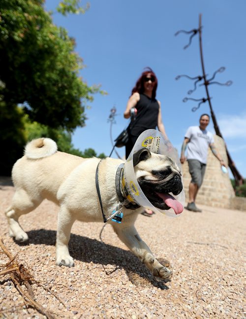 TREVOR HAGAN / WINNIPEG FREE PRESS
Milo, a 6 month old pug, being walked by Charlotte Blahut and Shawn Lanceley at The Forks. Mile was neutered yesterday, and has to wear a cone for 10 days. Saturday, June 23, 2018.