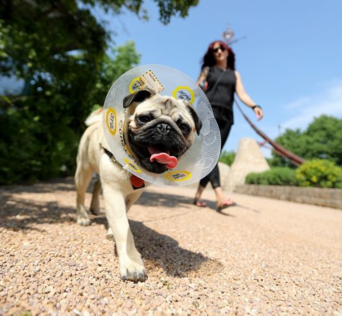 TREVOR HAGAN / WINNIPEG FREE PRESS
Milo, a 6 month old pug, being walked by Charlotte Blahut and Shawn Lanceley at The Forks. Mile was neutered yesterday, and has to wear a cone for 10 days. Saturday, June 23, 2018.