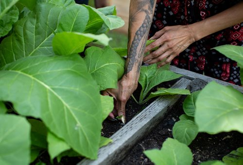 ANDREW RYAN / WINNIPEG FREE PRESS Raven Hart picks weeds from the planted tobacco, a part of Marymound's cultural programs. Shot on June 26, 2018.