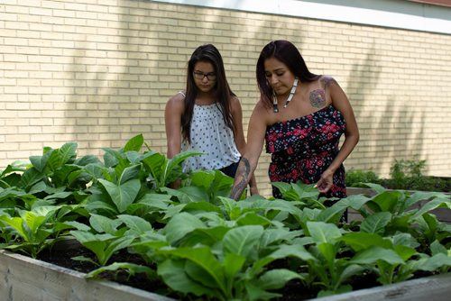 ANDREW RYAN / WINNIPEG FREE PRESS Raven Hart, right, and Reanna Merasty pick weeds from the planted tobacco which is a part of Marymound's cultural programs. Shot on June 26, 2018.