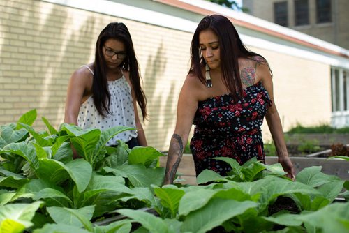 ANDREW RYAN / WINNIPEG FREE PRESS Raven Hart, right, and Reanna Merasty pick weeds from the tobacco part of Marymound's cultural programs. Shot on June 26, 2018.